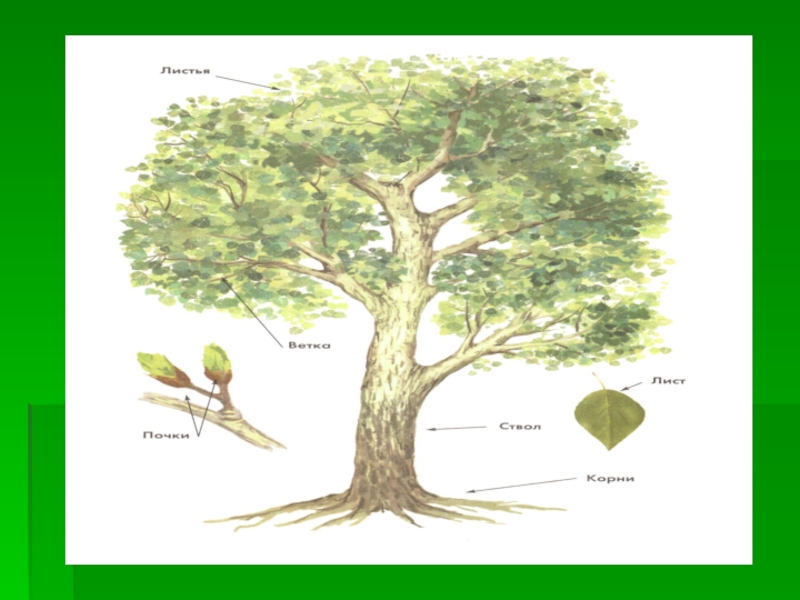 Картинки части дерева для детей в детском саду