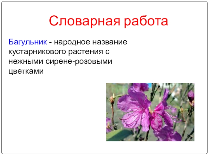 План рассказа багульник