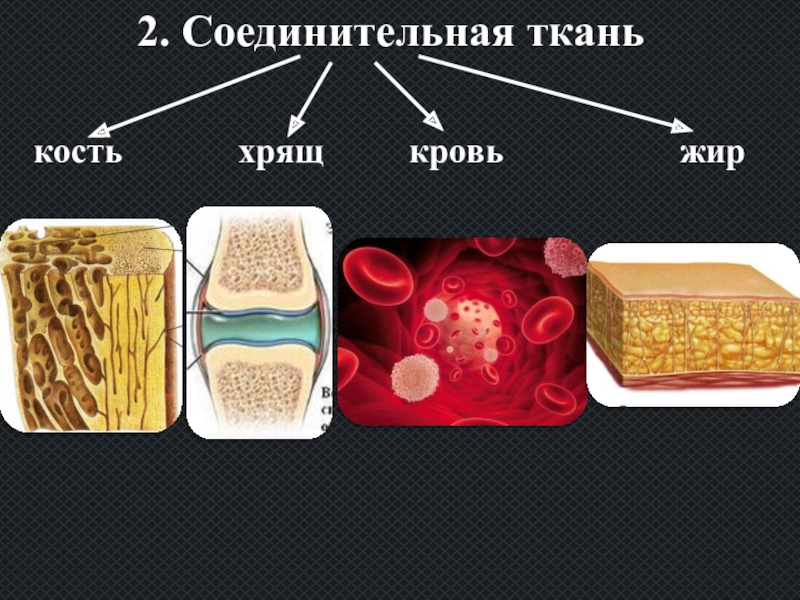 Названия тканей человека. Ткани человека. Ткани и органы. Ткани биология. Соединительная ткань.