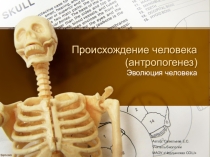 Презентация по биологии на тему Эволюция человека. Антропогенез