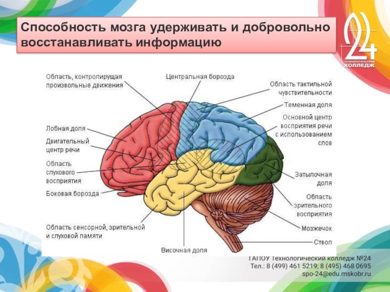 Развития способностей мозга. Способности мозга. Мозг и способности человека. Когнитивные умения мозга. Удивительные способности мозга.
