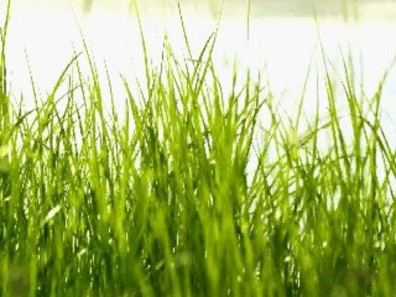 Презентация Активные методы и приёмы обучения на различных этапах урока в начальной школе.