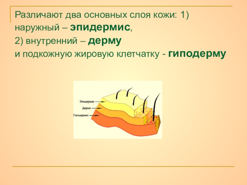 Презентация по биологии кожа