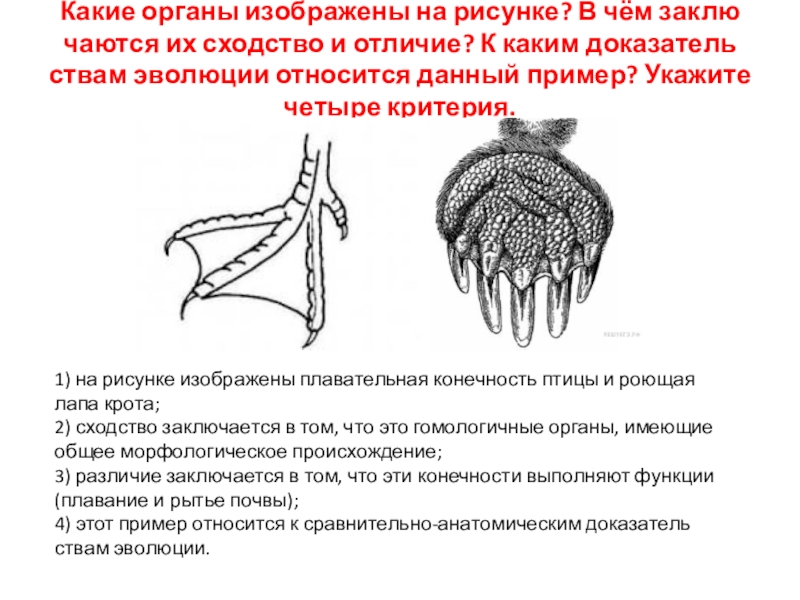 Определите орган изображенный на рисунке. Какой орган изображен на рисунке. Изображённый на рисунке организм относится к. К какому типу относят изображенное на рисунке.