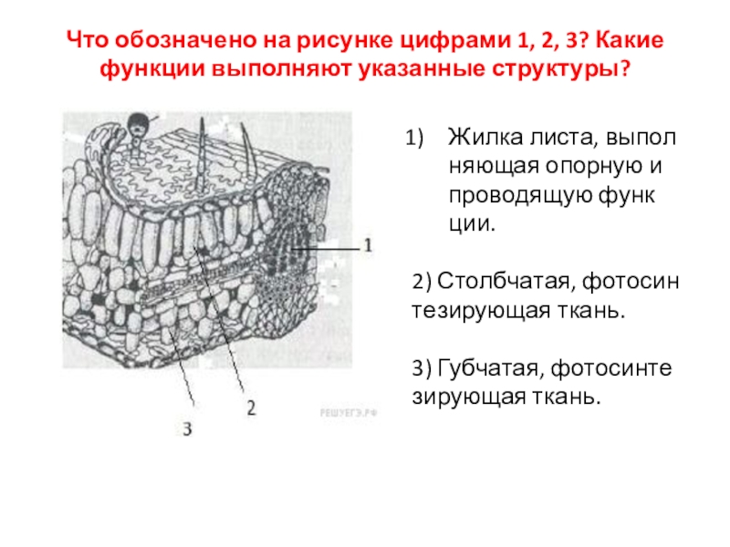 Какая структура обозначена на рисунке цифрой 5