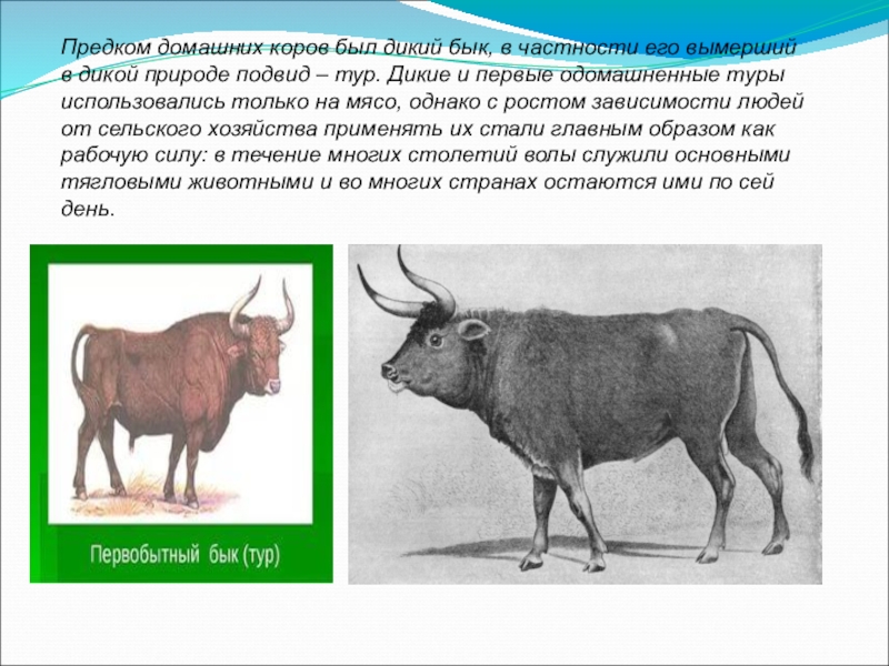 Чем отличаются домашние животные от диких. Дикий бык предок коровы тур. Предки домашних коров. Предки домашних Быков и коров. Прародитель коровы.