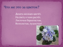 Презентация Исследовательская работа Как вырастить фиалку самой