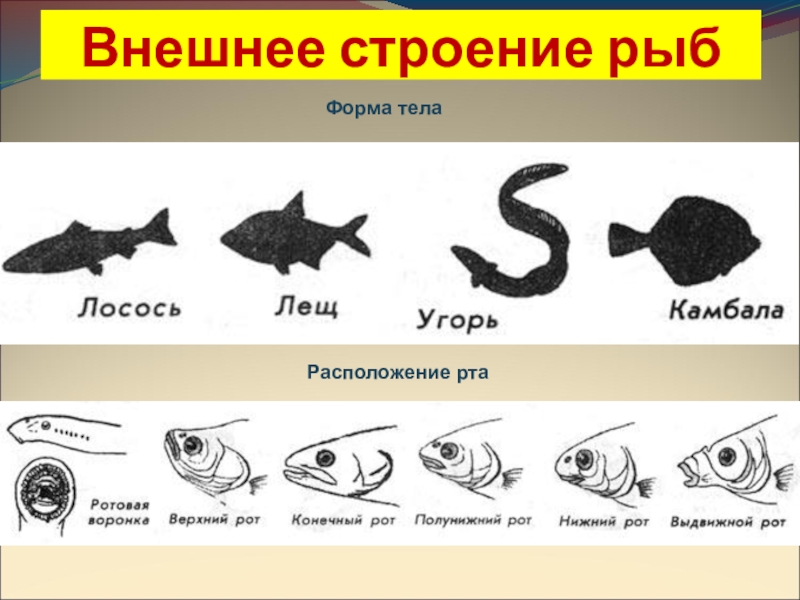 Биология про рыб 7 класс. Строение рыбы. Форма тела рыб. Внешняя форма рыбы. Рыбы биология 7 класс.