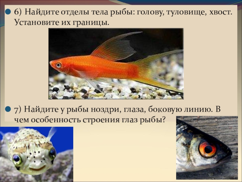 Какие отделы тела имеет рыба. Найдите отделы тела рыбы. Границы отделов тела рыбы. Отделы тела рыбы голова туловище хвост. Границы головы туловища и хвоста у рыбы.