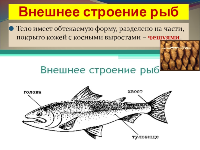 Какое тело у рыб. Внешнее строение рыбы сельдь. Внешнее строение рыбы 7 класс биология. Класс рыбы внешнее строение. Внешнее и внутреннее строение рыб.