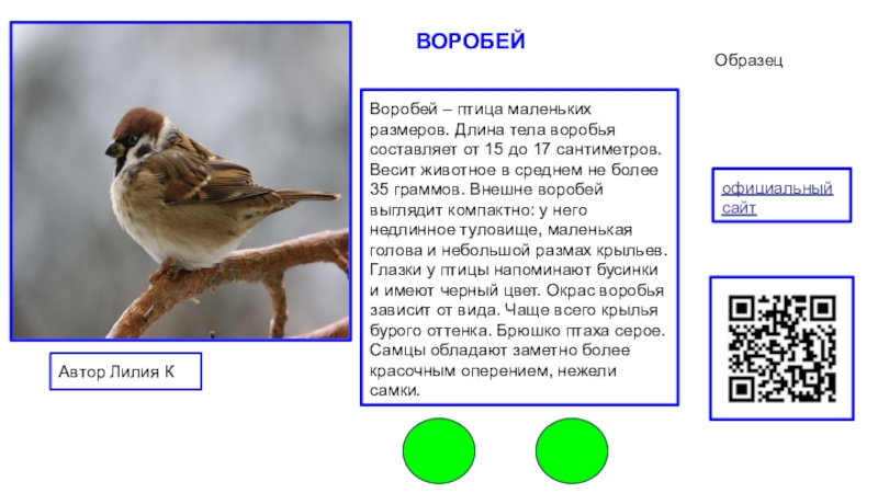 Воробей сколько. Строение воробья. Описание воробья. Внешний вид воробья описание. Внешнее строение воробья.