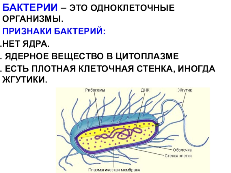 Презентация Строение и жизнедеятельность бактерий БАКТЕРИИ – ЭТО ОДНОКЛЕТОЧНЫЕ ОРГАНИЗМЫ.ПРИЗНАКИ БАКТЕРИЙ:НЕТ ЯДРА. ЯДЕРНОЕ ВЕЩЕСТВО В ЦИТОПЛАЗМЕ БАКТЕРИИ – ЭТО ОДНОКЛЕТОЧНЫЕ ОРГАНИЗМЫ.ПРИЗНАКИ БАКТЕРИЙ:НЕТ ЯДРА. ЯДЕРНОЕ ВЕЩЕСТВО В ЦИТОПЛАЗМЕ ЕСТЬ ПЛОТНАЯ КЛЕТОЧНАЯ СТЕНКА, ИНОГДА ЖГУТИКИ.
