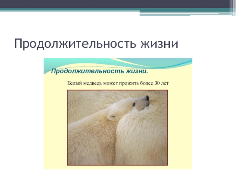 Продолжительность животных 1 класс. Продолжительность жизни медведя. Продолжительность жизни животных медведь. Мндведьпродолжительность жизни. Продолжительность жизни медведя в природе.