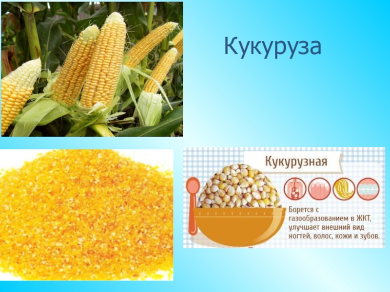 Кукуруза доклад 3 класс. Кукуруза слайд. Кукуруза презентация. Презентация кукуруза 6 класс. Презентация кукуруза 2 класс.