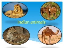 Презентация по английскому языку на тему Indian animals