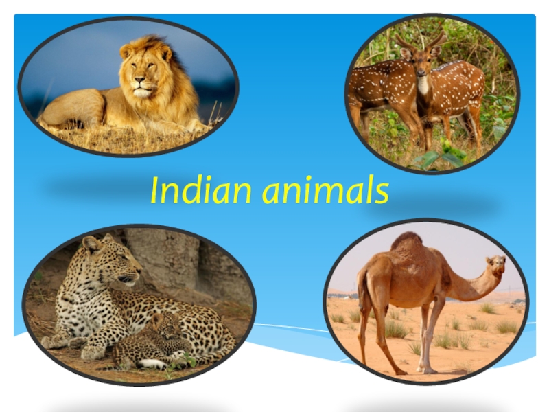 Презентация Презентация по английскому языку на тему Indian animals