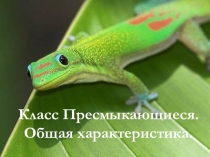 Презентация по биологии для 7 класса Общая характеристика класса Пресмыкающиеся