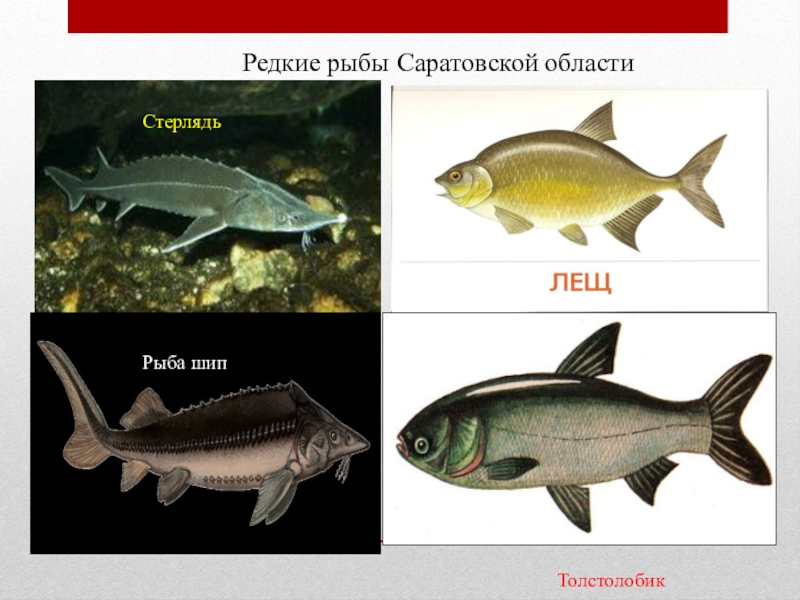 Бустера рыба фото и описание