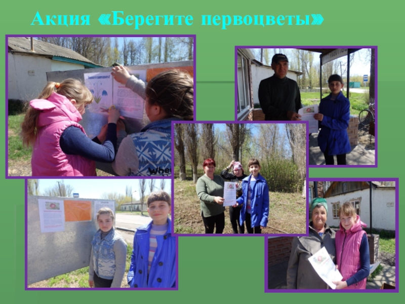 ПРЕЗЕНТАЦИЯ СТЕНД ВОЛОНТЁР Акция «Берегите первоцветы» Акция «Берегите первоцветы»
