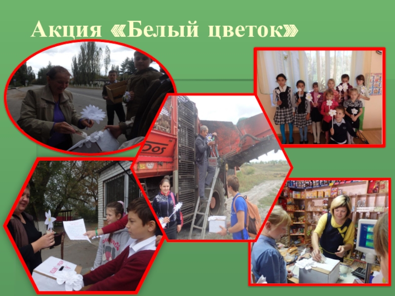 ПРЕЗЕНТАЦИЯ СТЕНД ВОЛОНТЁР Акция «Белый цветок» Акция «Белый цветок»