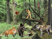 Человек и мир Животные леса (3 класс)