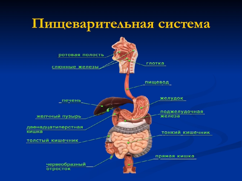 8 класс биология презентация на тему общий обзор организма