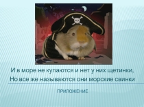 Презентация к исследовательской работе Морская свинка