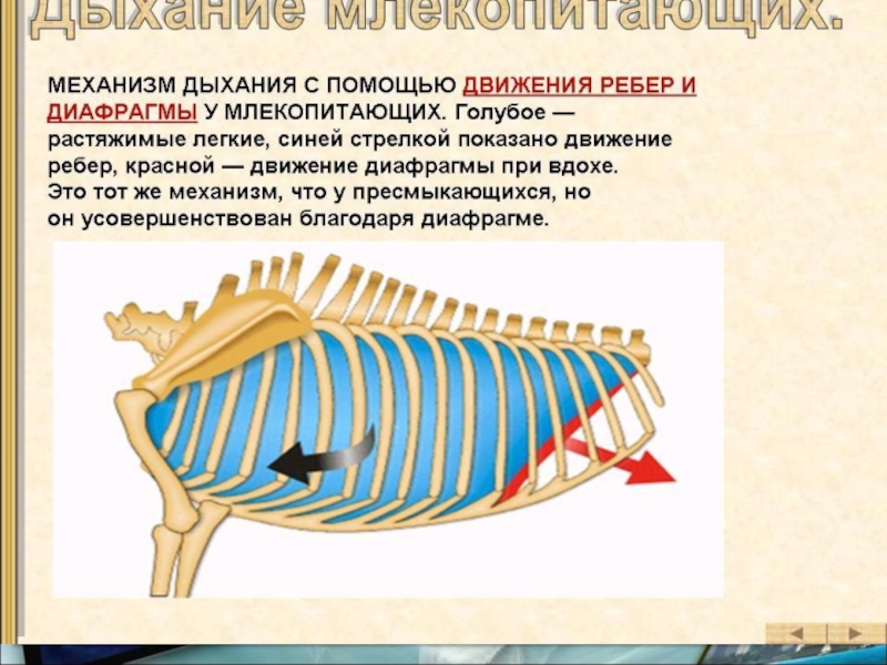 Презентация по млекопитающим 7 класс