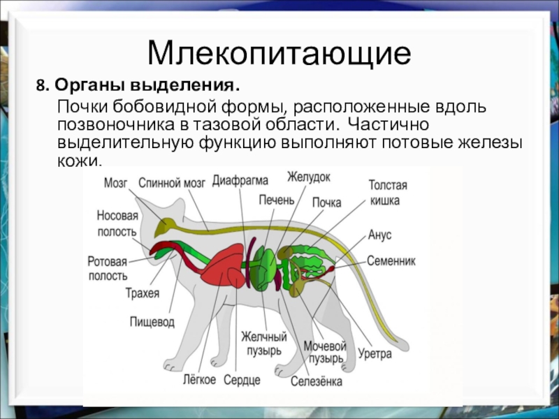 Внутреннее строение млекопитающих презентация. Внутреннее строение млекопитающих выделительная система. Пищеварительная система млекопитающих 7 класс биология таблица. Пищеварительная система млекопитающих схема биология 7 класс. Система выделения у млекопитающих.