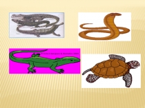 Ашық сабақ Жорғалаушылардың басқа да өкілдері. тасбақалар,қолтырауындар, қабыршақтылар