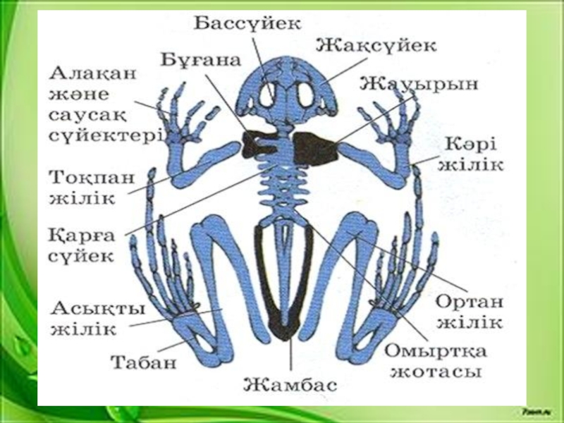 Омыртқалы жануарлар презентация