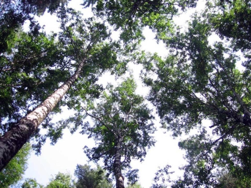 Презентация по окружающему миру Ориентация по местным признакам.