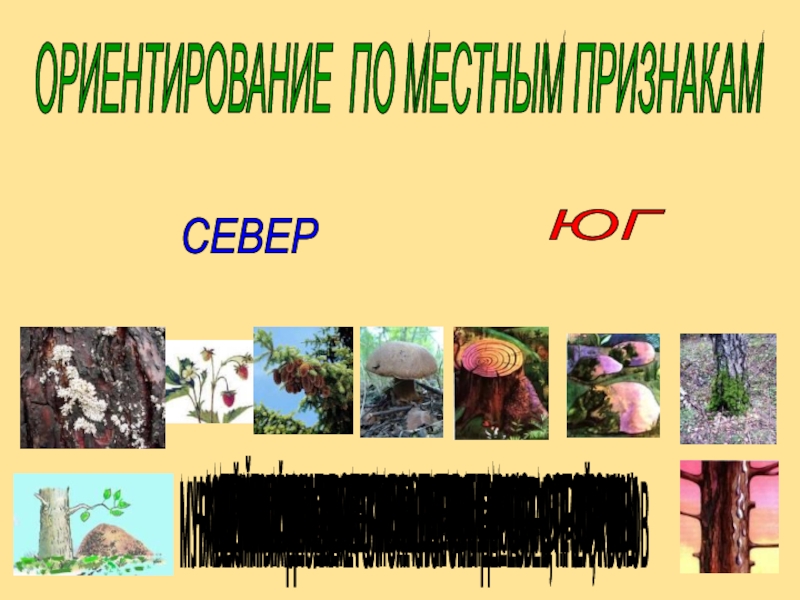 Презентация по окружающему миру Ориентация по местным признакам. ОРИЕНТИРОВАНИЕ ПО МЕСТНЫМ ПРИЗНАКАМ СЕВЕР ЮГ КОРА ДЕРЕВЬЕВ ГРУБЕЕ И ТЕМНЕЕ ОРИЕНТИРОВАНИЕ ПО МЕСТНЫМ ПРИЗНАКАМ СЕВЕР ЮГ КОРА ДЕРЕВЬЕВ ГРУБЕЕ И ТЕМНЕЕ С ... СТОРОНЫ МОХ И ЛИШАЙНИК