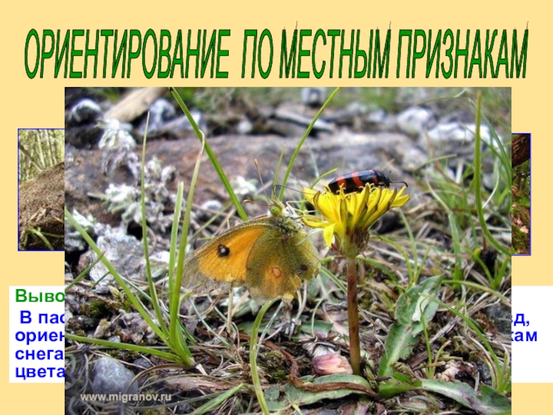 Презентация по окружающему миру Ориентация по местным признакам. ОРИЕНТИРОВАНИЕ ПО МЕСТНЫМ ПРИЗНАКАМ Вывод: В пасмурную погоду, когда не видно ОРИЕНТИРОВАНИЕ ПО МЕСТНЫМ ПРИЗНАКАМ Вывод: В пасмурную погоду, когда не видно Солнца или звёзд, ориентироваться можно по
