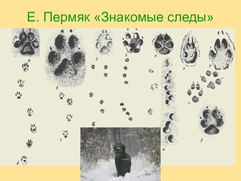 Презентация по окружающему миру Ориентация по местным признакам. Е. Пермяк «Знакомые следы» Е. Пермяк «Знакомые следы»