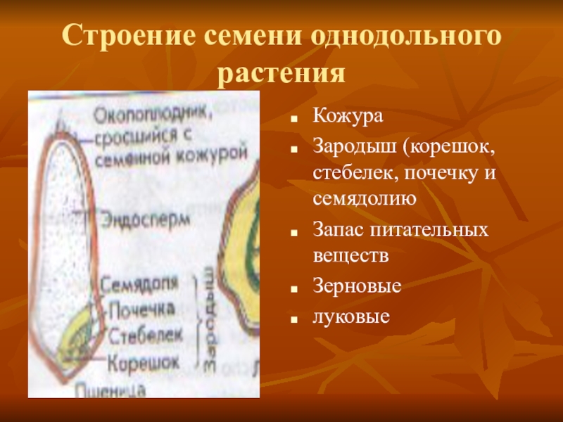 Запас питательных веществ в семени. Строение зародыша семени однодольных. Строение однодольного семени. Строение однодольных растений. Семена однодольных растений.