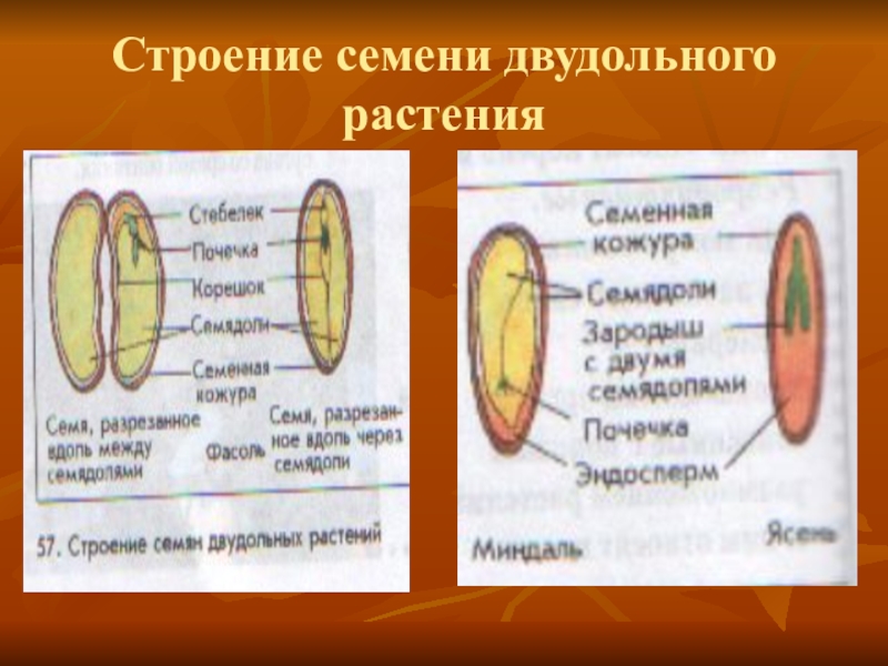 Презентация 6 класс строение семян двудольных растений 6 класс