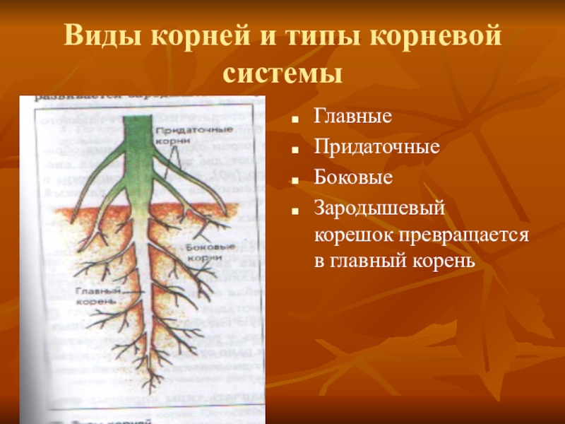 Боковые корни у растений. Главные боковые и придаточные корни.