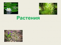Презентация по биологии на тему Растения (5 класс)