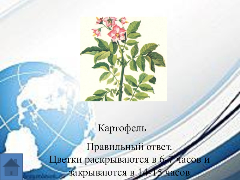 Интеллектуальная игра по географии для 7-8 классов. Картофель Правильный ответ.Цветки раскрываются в 6-7 часов и закрываются в 14-15 часов Картофель Правильный ответ.Цветки раскрываются в 6-7 часов и закрываются в 14-15 часов