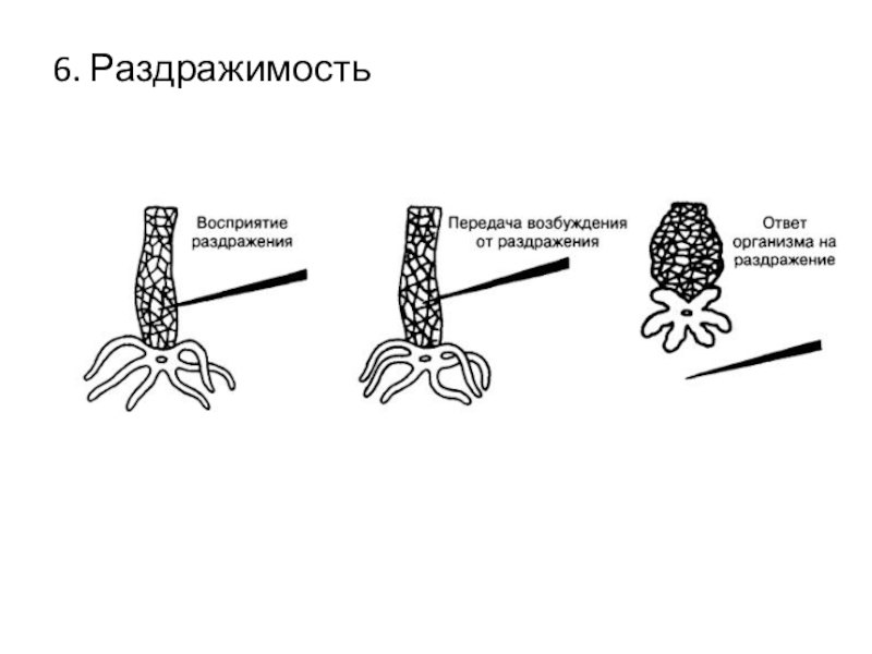 Раздражимость в биологии рисунок