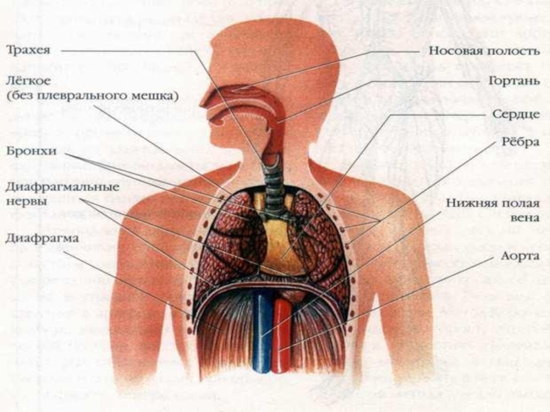 Реферат: Профилактика заболеваний органов дыхания у детей
