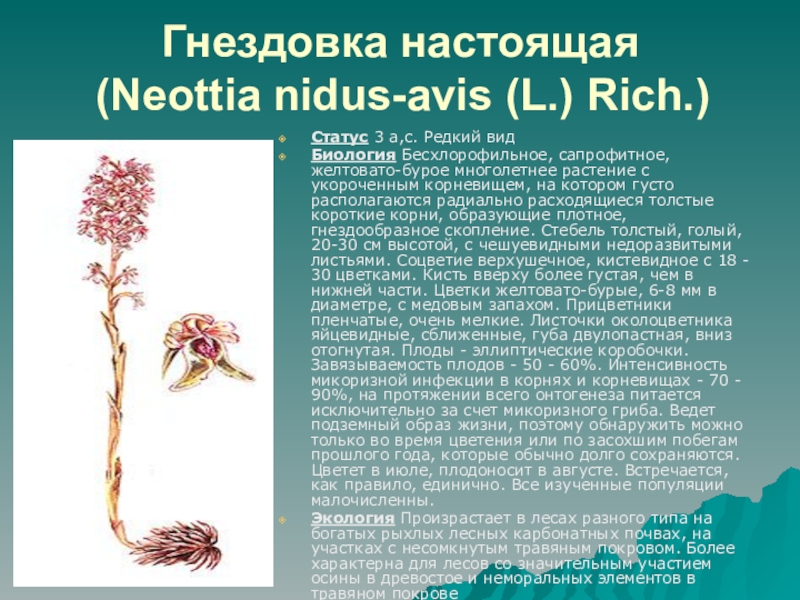 Настоящая биология. Neottia Nidus-avis(l.)Rich. - Гнездовка обыкновенная. Гнездовка настоящая красная книга. Сапрофитная гнездовка обыкновенная. Гнездовка настоящая описание.