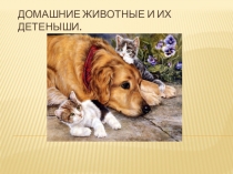 Домашние животные