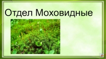 Презентация по биологии на тему Мхи, 5 класс (работа ученика)
