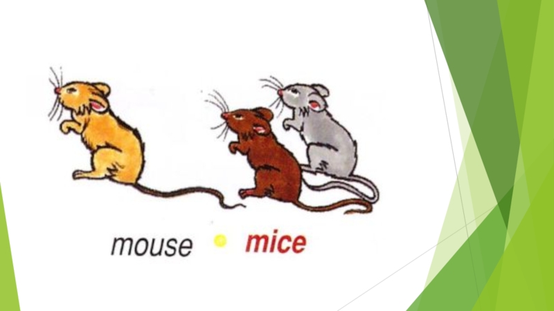 Mice перевод на русский. Mouse Mice множественное. Mouse Mice множественное число. A Mouse во множественном. Mouse Mice исключения.