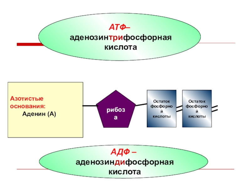 Азотистое основание входящее в атф