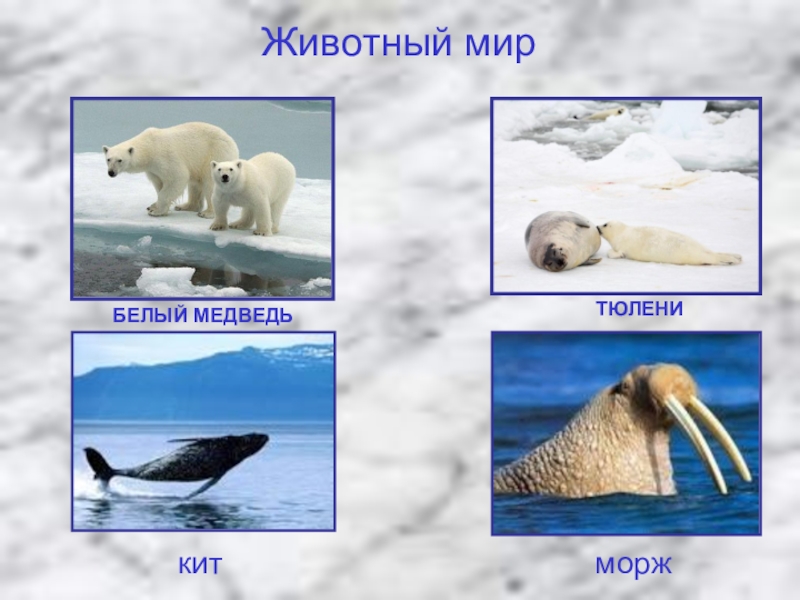Природные зоны россии арктические пустыни животные. Животные холодного пояса. Животные арктических пустынь 4 класс окружающий мир. Природная зона Арктика животные. Природные зоны России Арктика животные.