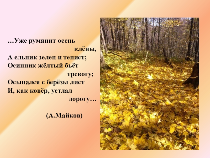 А майков осень. Уже румянит осень клены. Уже румянит осень клены а ельник зелен и тенист. Уже румянит осень. Прочитайте уже румянит осень клёны а ельник зелен и тенист.