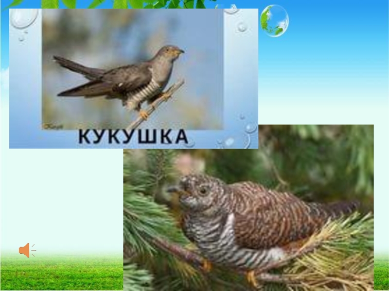 Внеклассное мероприятие День птиц